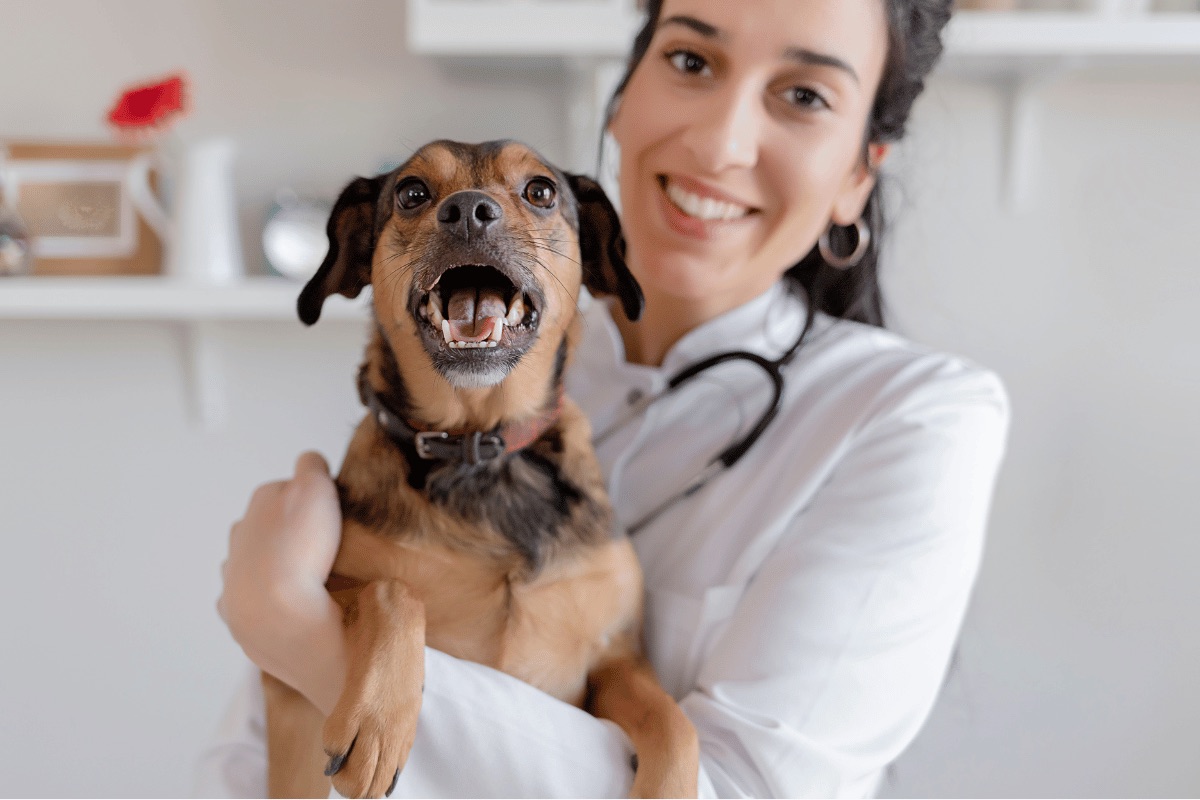 PrimVeterinary - Evidence-Based Veterinary Knowledge Platform